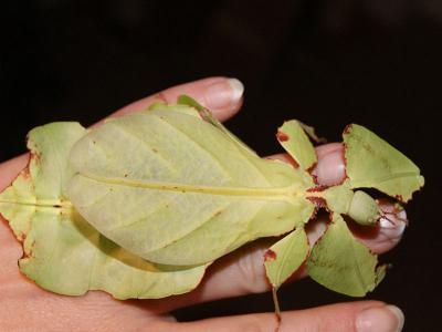 Phyllium giganteum - großes Wandelndes Blatt, weibl.