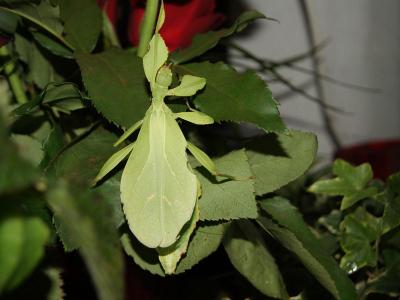 Phyllium phillipinicum - Wandelndes Blatt, weibl.